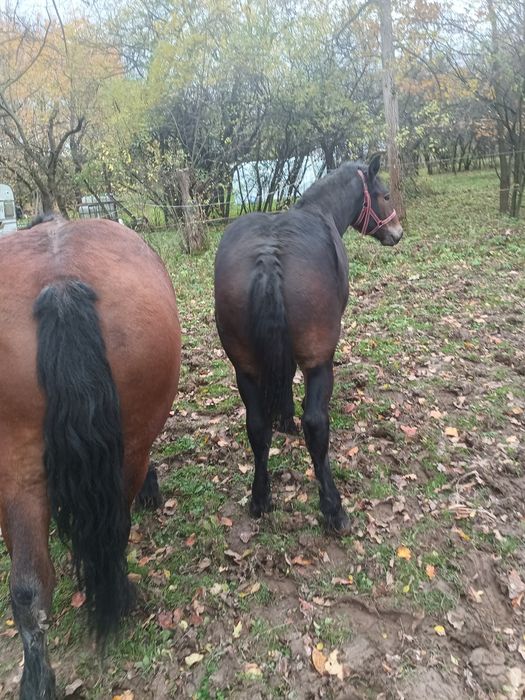 Sprzedam ogierka zimnokrwisty