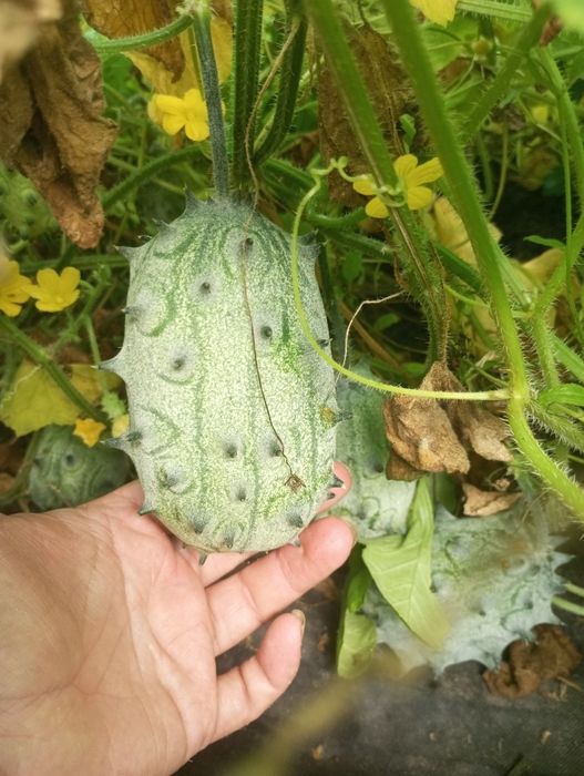 Насіння ківано, ківано рунд, Африканський огірок або Рогата диня.