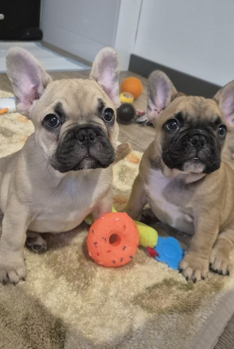 Buldog francuski szczeniaczek Czyżeminek, łódzki wschodni, Łódzkie