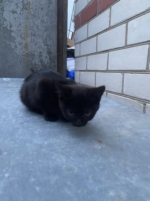 Віддам котиків в добрі руки
