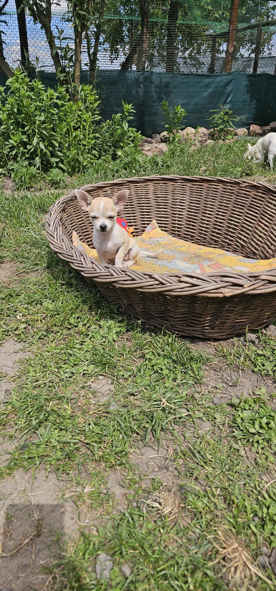Chihuahua piesek gotowy do odbioru
