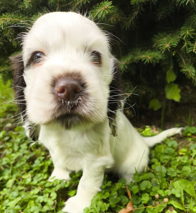 Cocker Spaniel Angielski-suczka Yoda Gdowska Wataha