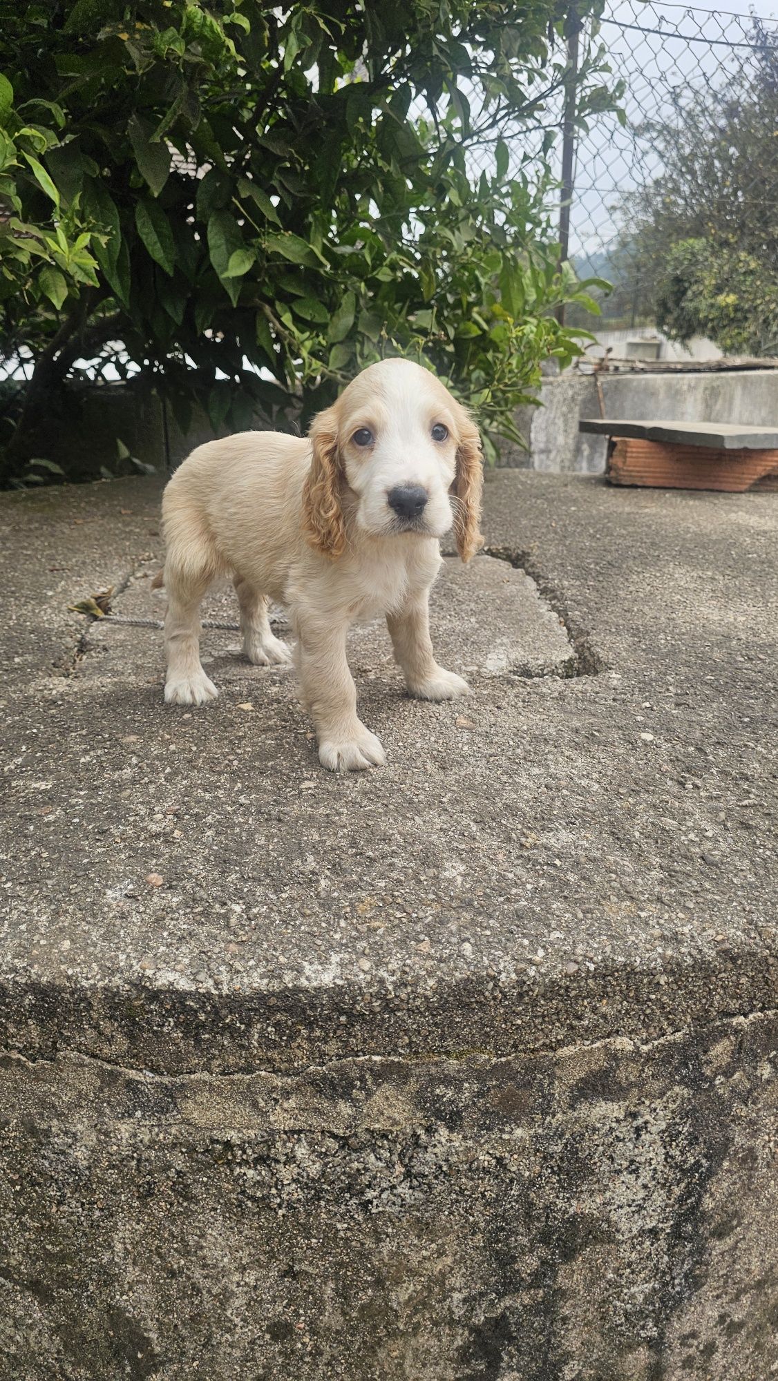 Cocker spaniel puro