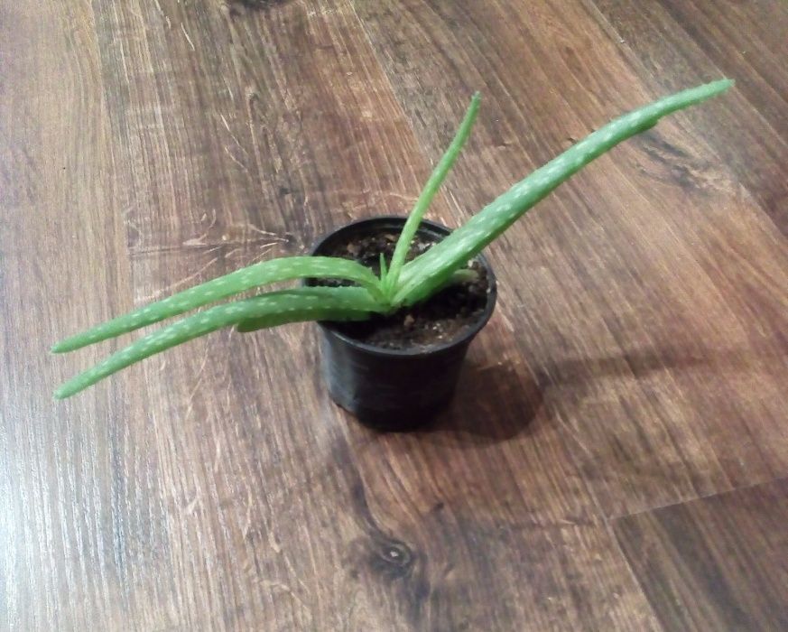 Aloes - sprzedaż roślin domowych