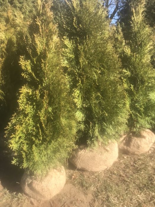 Tuje szmaragd od 100 cm do 140 cm jesien  2025