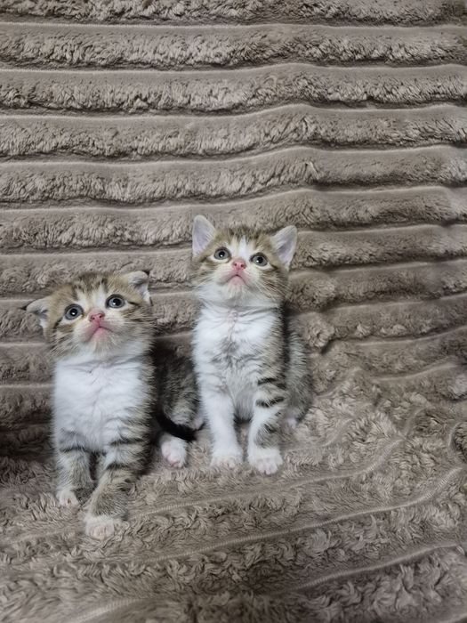 Віддам безкоштовно кошенят