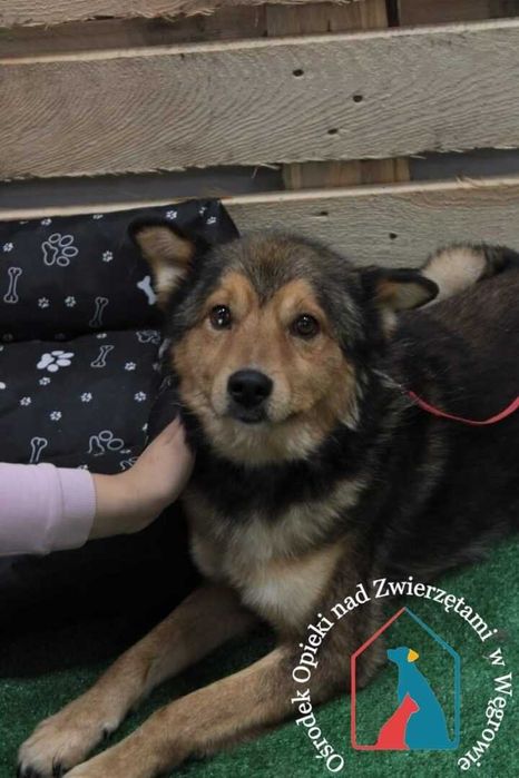 Ogrom miłości w serduszku, rozdaje buziaczki, przytula się, łagodny