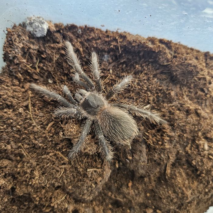 Lasiodora Parahybana Ptasznik