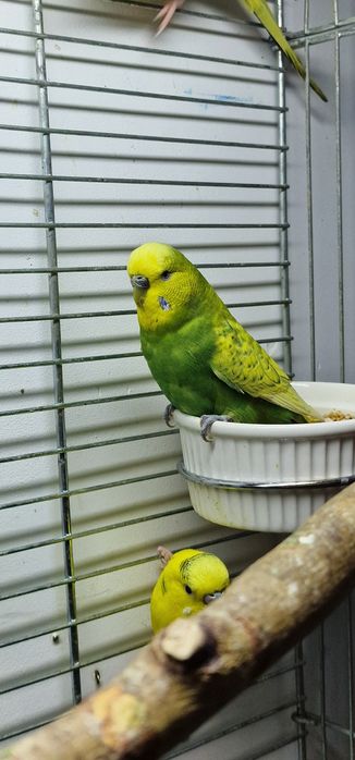 Sprzedam papugi faliste młode z tego roku
