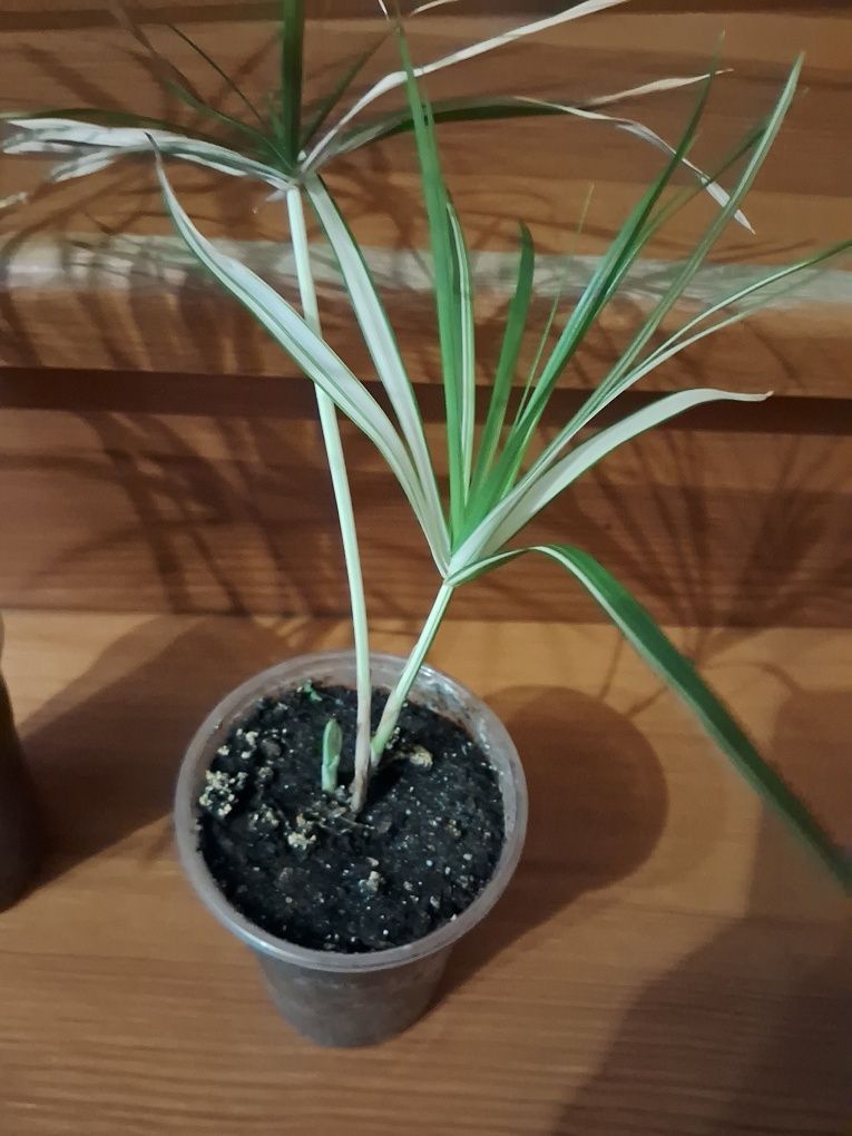 Продам Cyperus alternifolius " Variegata"