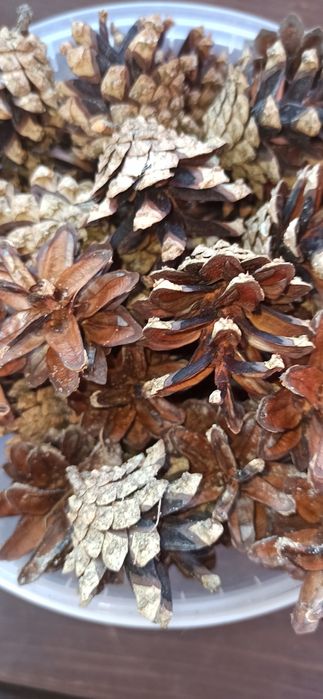 Naturalne sosnowe szyszki