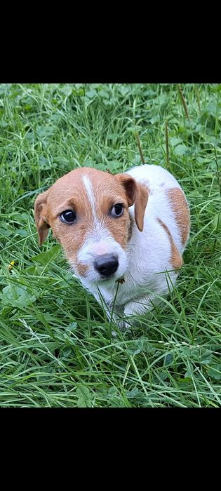 Jack russell terrier piesek nr.4