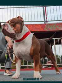 American Bully Standart reproduktor ABKC