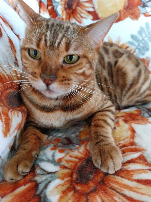 Kotka Bengalska pohodowlana z rodowodem FPL