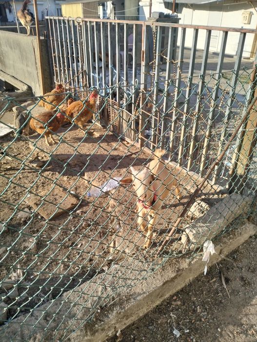 Cabrito criado á biberão .. extremamente dócil..