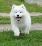 Samoyed ZKwP/FCI