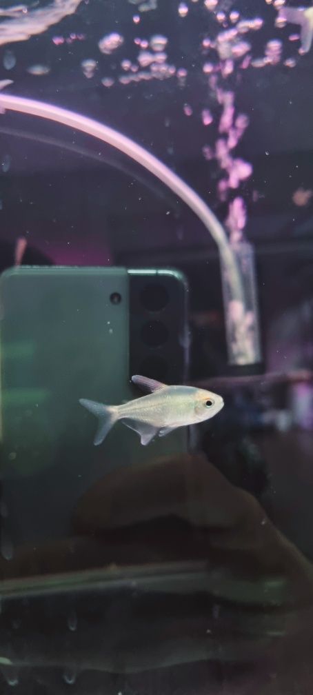 Błyszczyk brylantowy (tetra diamentowa)
