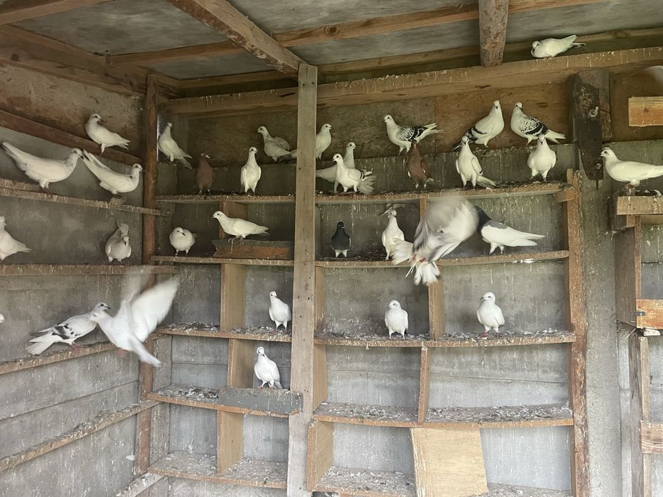 Na sprzedaż gołębie pocztowe Rzgów hodowla gołębi