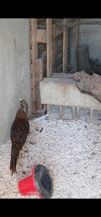 Casal de faisão dourado negro (cedência ou trouca)