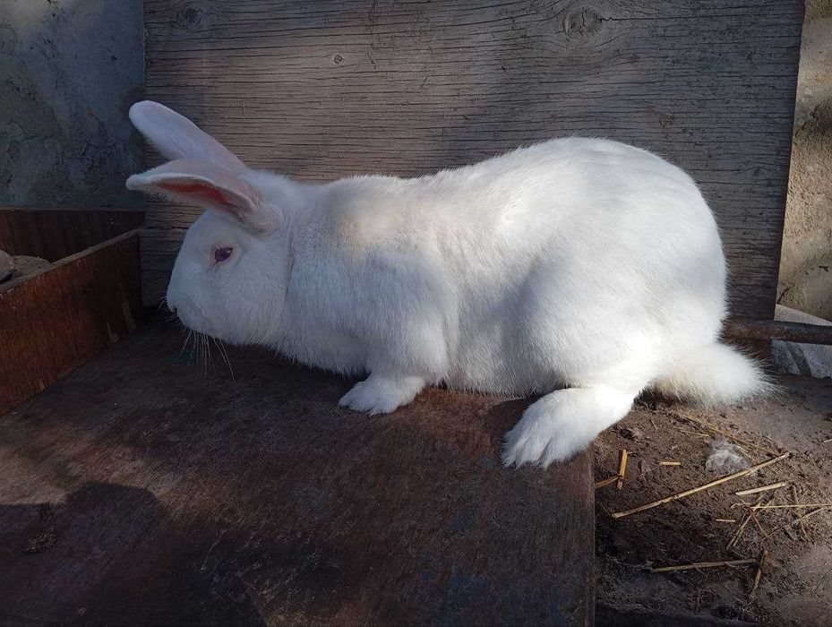 Продам кролі породи ПАНОН як ТУШКИ так і ЖИВОЮ ВАГОЮ на плем'я.