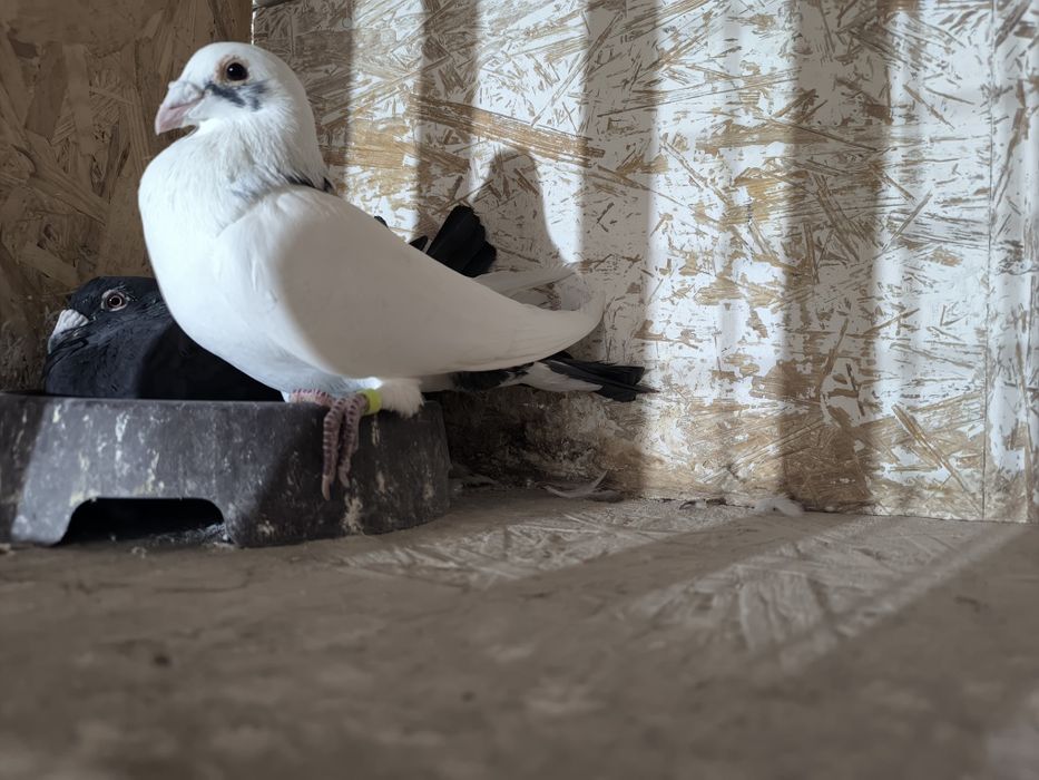 Sprzedam gołębie pocztowe ,Fabry .