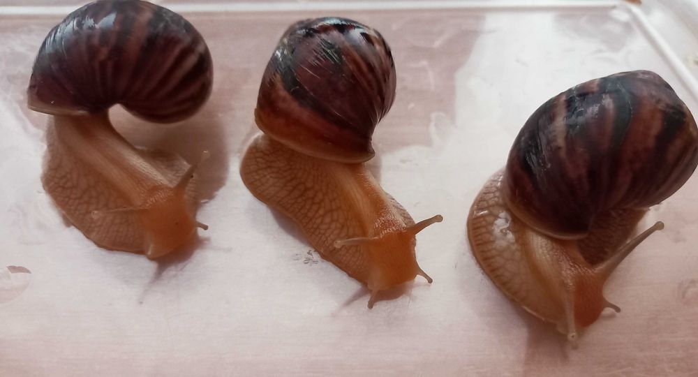 Ахатина фуліка маленька