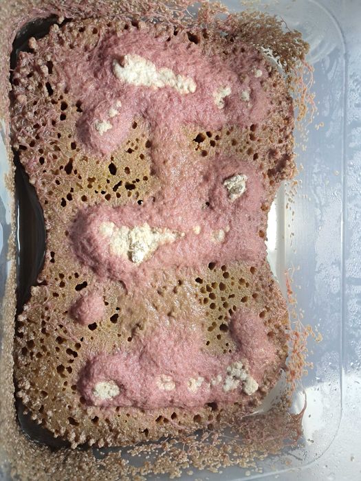 червь трубочник червь трубочник.Tubifex tubifex ТРУБКОВИК