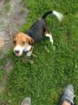 Suczka Beagle Trikolor