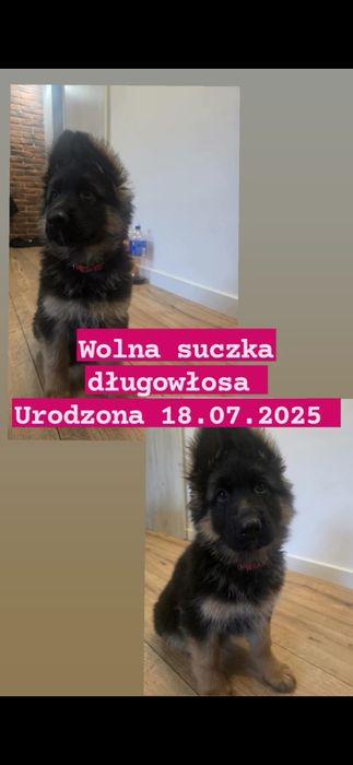 Szczeniak owczarek niemiecki ZKwP FCI