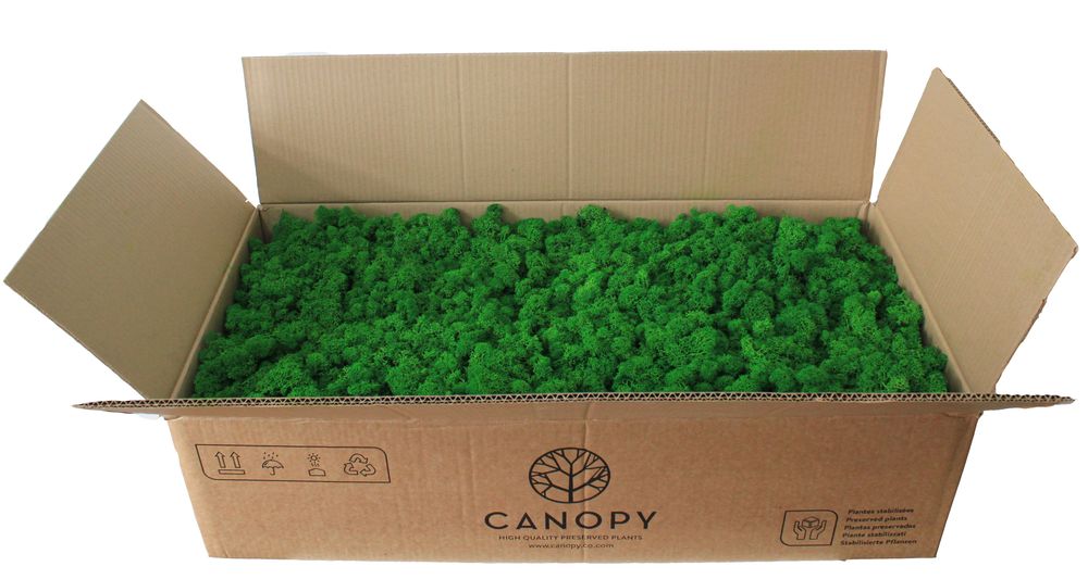 Декоративний Мох