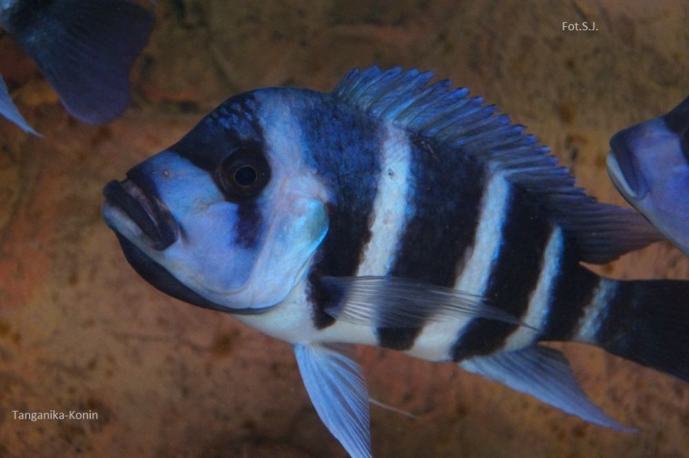 Ryby Tanganika Cyphotilapia Frontosa Moba Blue Zaire