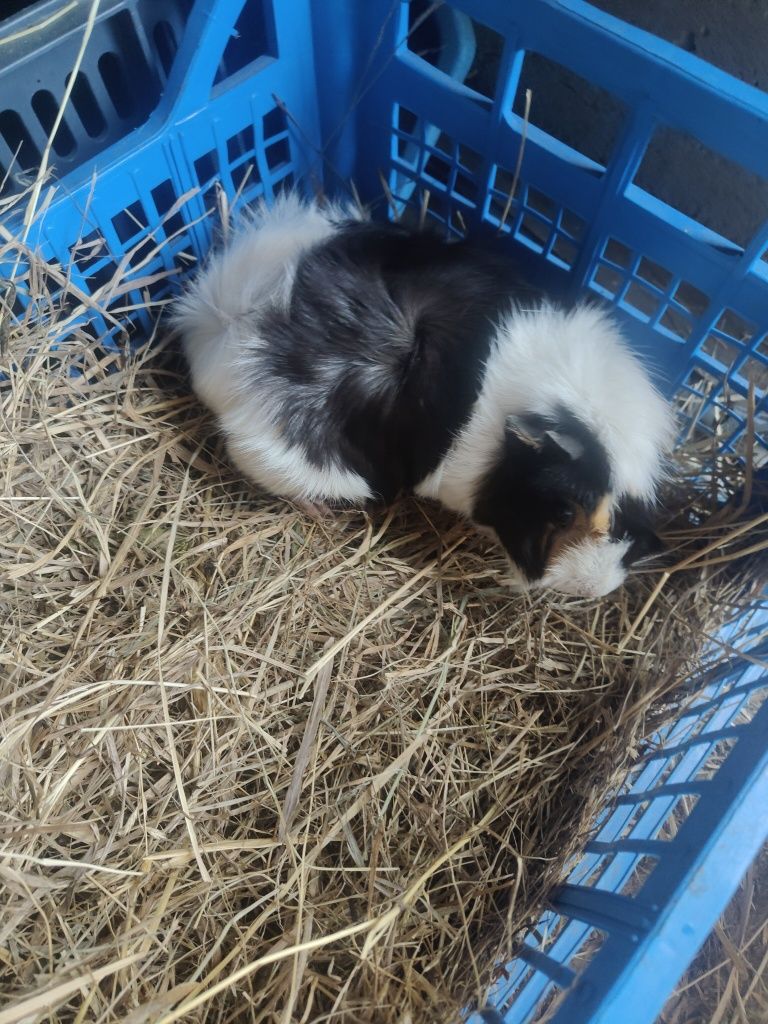 Oddam świnki morskie