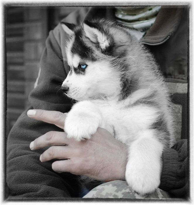 Хаскі з родоводом КСУ.актуальні фото.