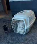 Transporter kot pies