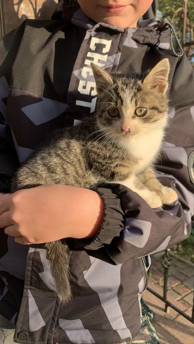 Віддаємо кошеня