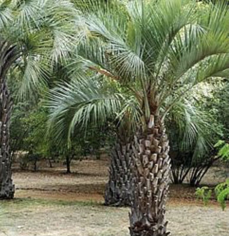 Palmeiras Butia capitata ( palmeira da geleia)