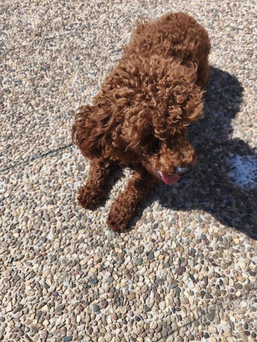 Caniche fêmea  tamanho médio