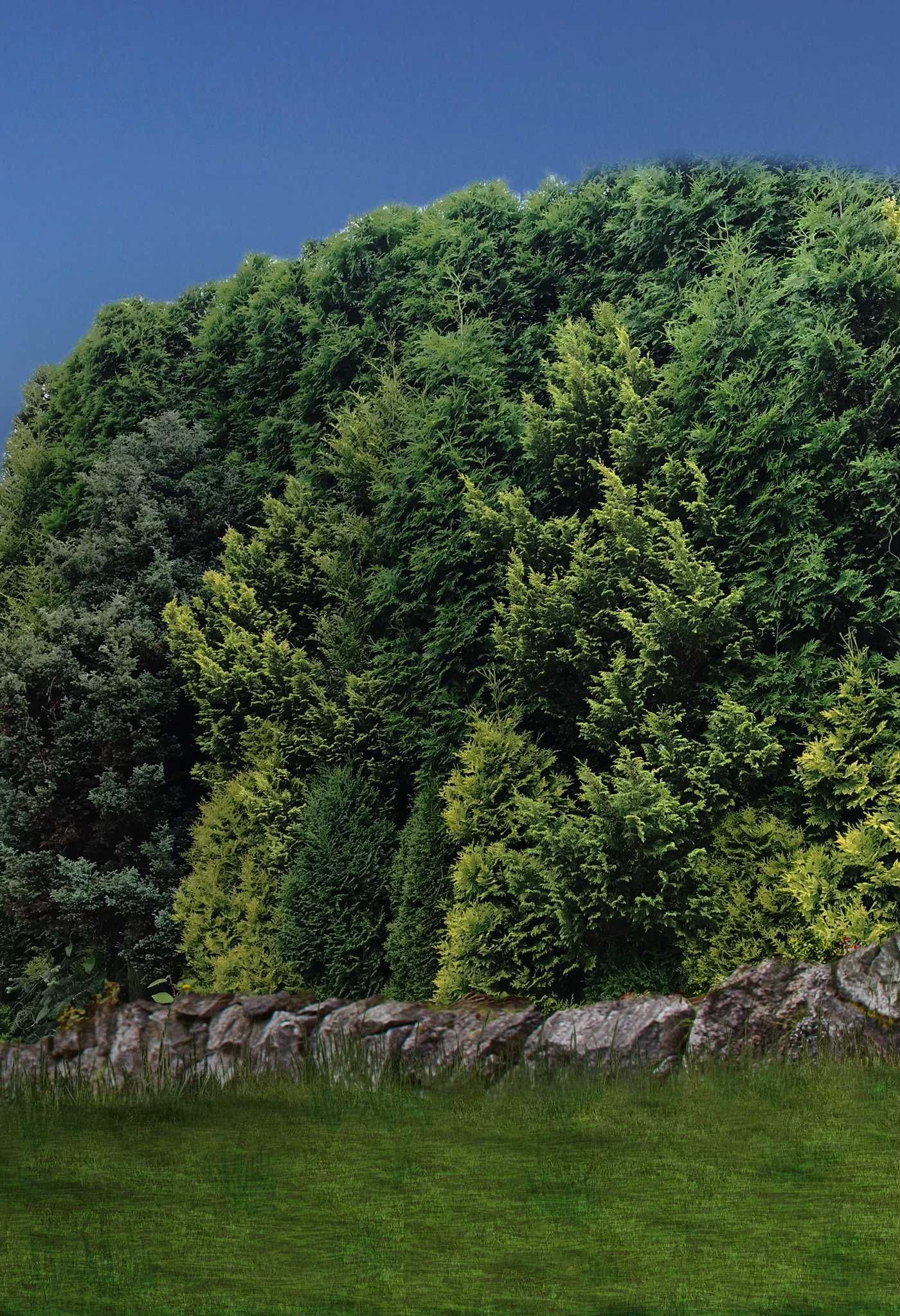 Ściana zielona 8m Duże, wysokie drzewa