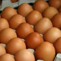 Інкубаційні яйця голошийок червоних ( Україна )