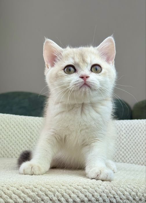 Британочка Фаббі