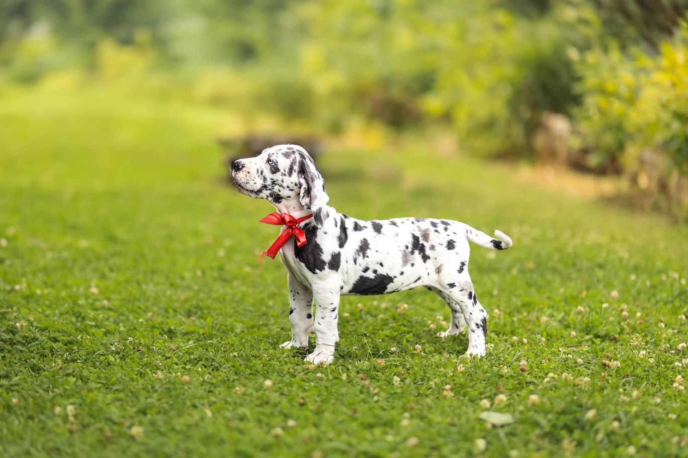 Gotowy na nowy dom. Wyjatkowy dog niemiecki FCI arlekin