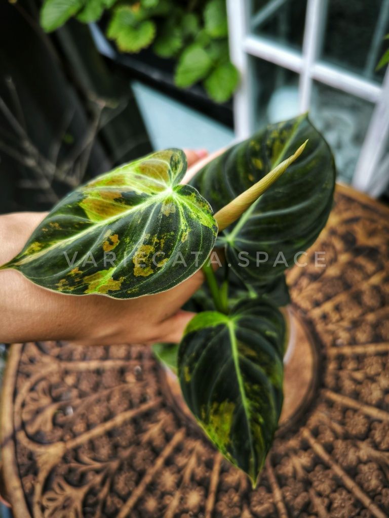 Philodendron Melanochrysum variegata filodendron melanochryzum