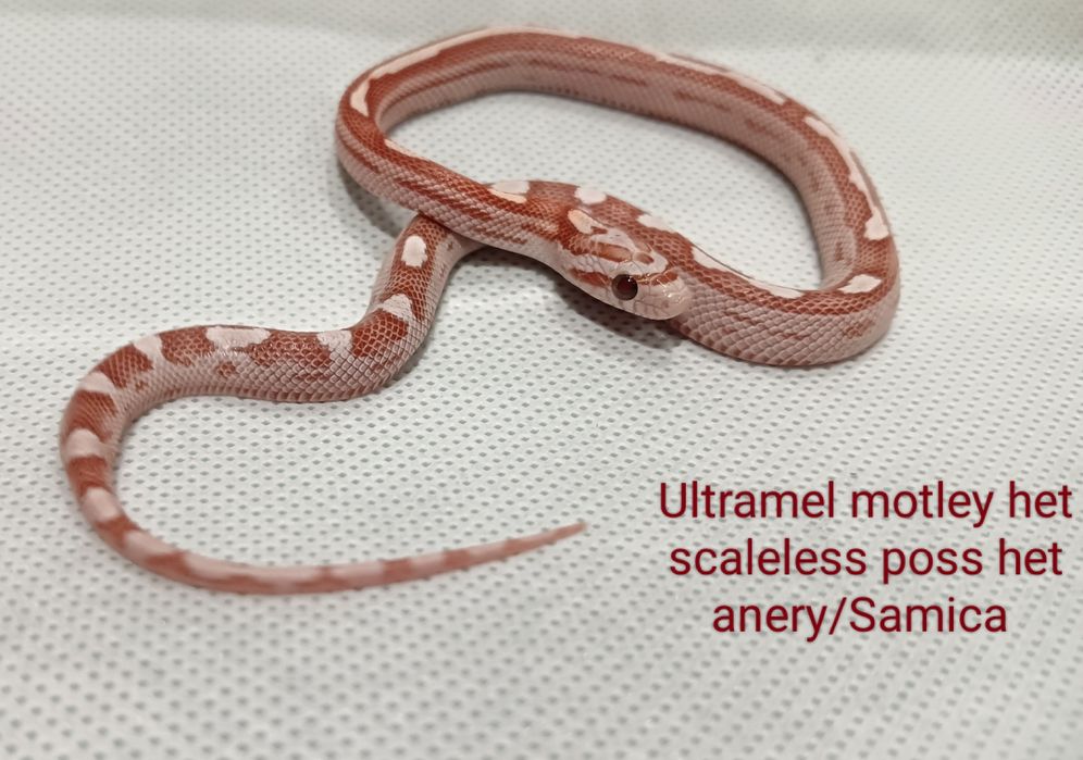 Wąż zbożowy ultramel motley het scaleless poss het anery