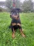 Suczka rottweiler po pięknych rodzicach