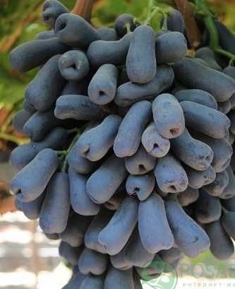 виноград кіш-міш Хеллоуін , Аватар  в контейнері