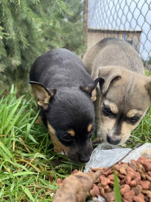 Szczeniaki podwórkowe