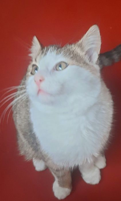 Віддам,подарую котика в добрі руки