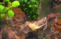 Zbrojnik niebieski, Glonojad odmiana albinos - maluchy 4-5cm - fotki!