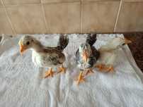 Galinha pintos serâmas aves galos
