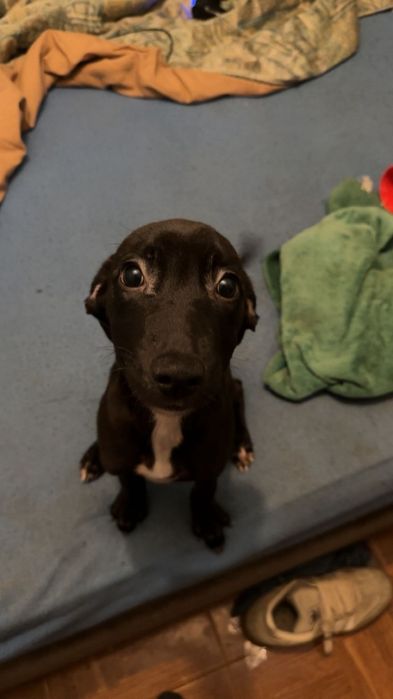 Cães bebês mix de pitbull